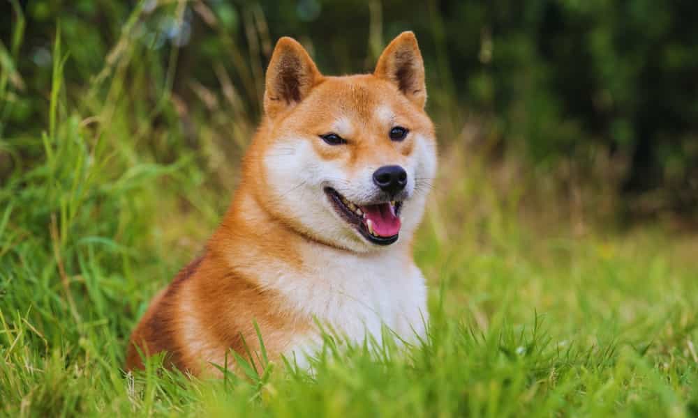 Best Dog Foods for Akitas