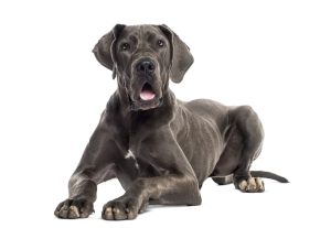 best food for great danes puppy