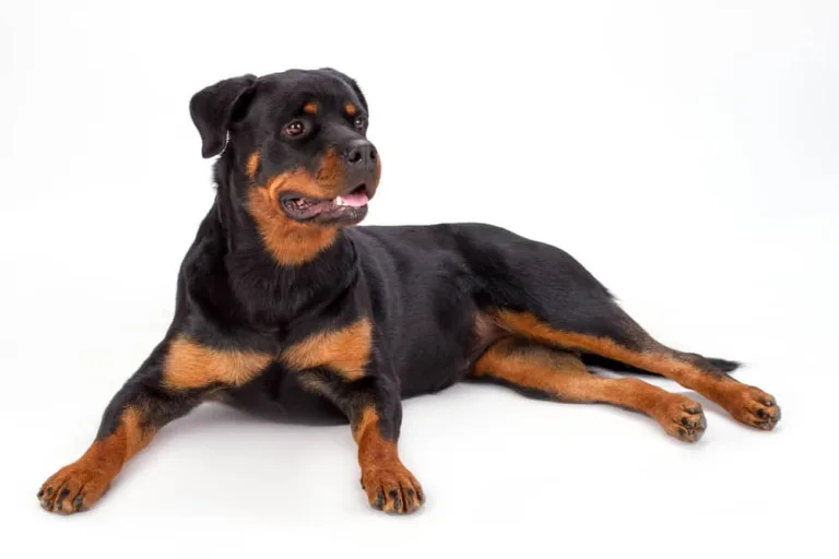 Best Dog Food for Rottweilers-min