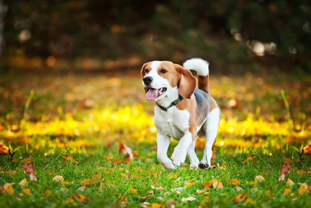 best dog food for beagles 2-min