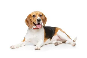 best dog food for beagles