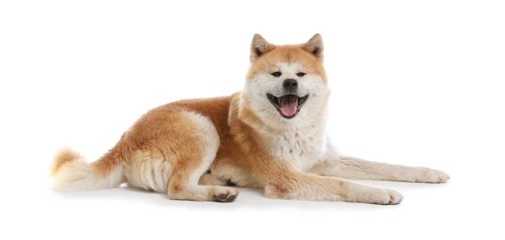 Best Dog Foods for Akitas: