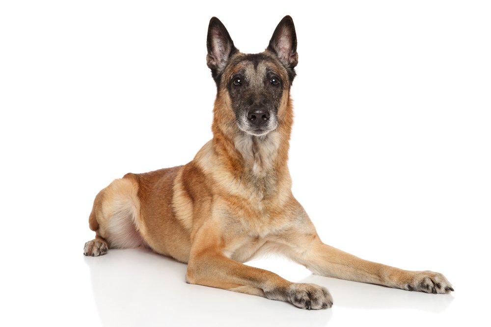 Best Dog Food for Belgian Malinois