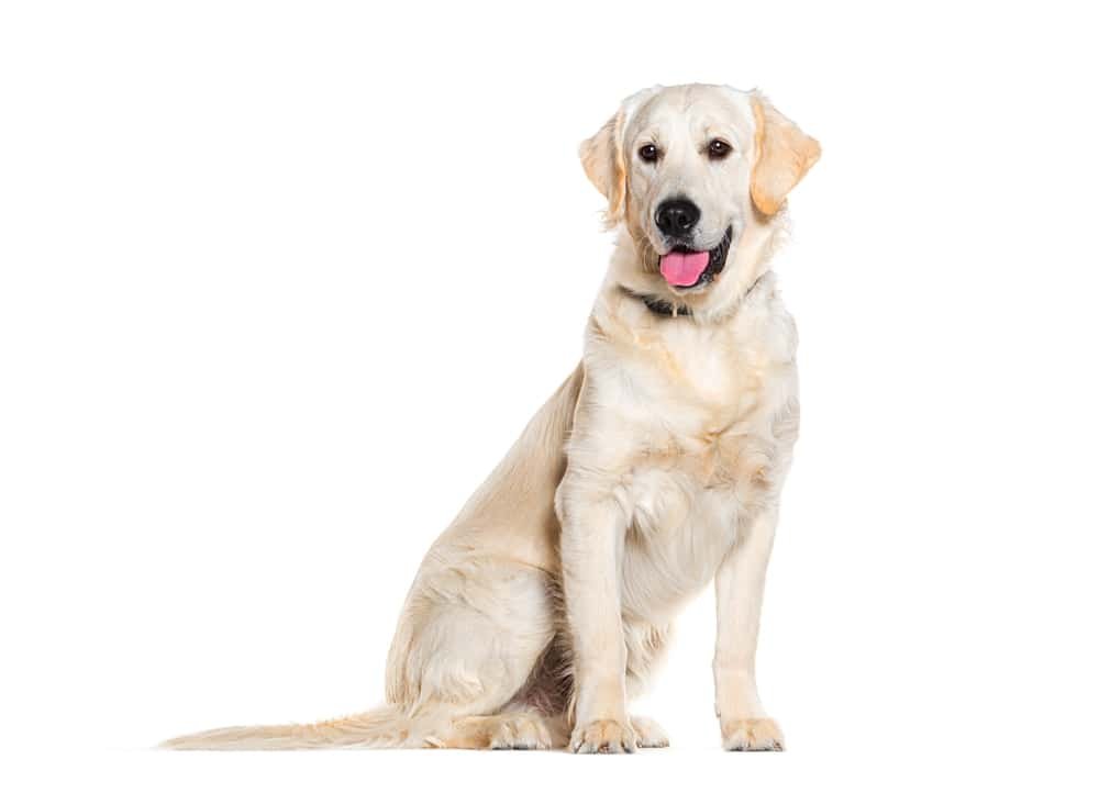 Labrador Retriever Food: Choosing the Perfect Chow