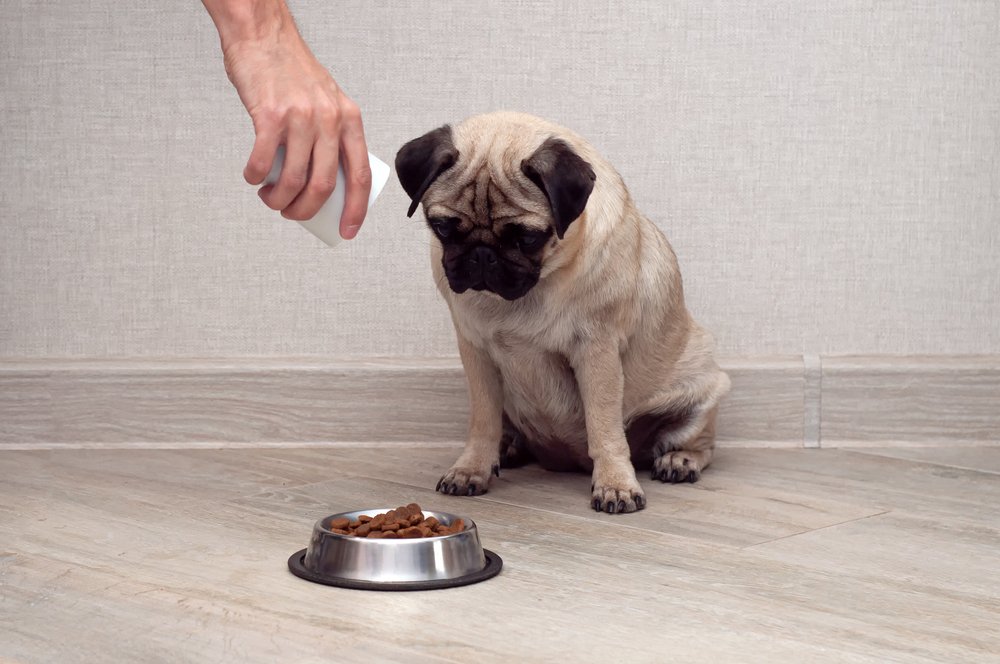 Dog Food Allergies: Symptoms, Causes, and How to Help Your Dog