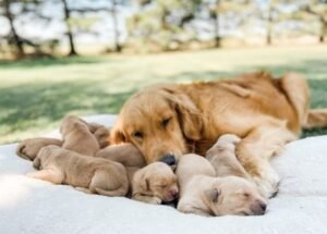 How Many Litters Can A Dog Have In Her Life?